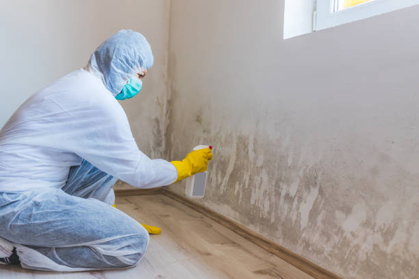 Licensed Black Mold Removal service in Plantation, FL - WQB Mold Removal