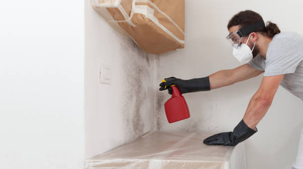 Professional Black Mold Removal technician working in Plantation, FL