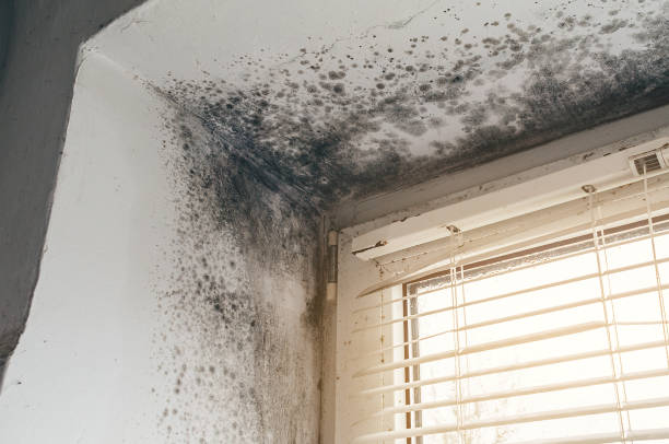 Affordable Black Mold Removal solutions in Plantation, FL